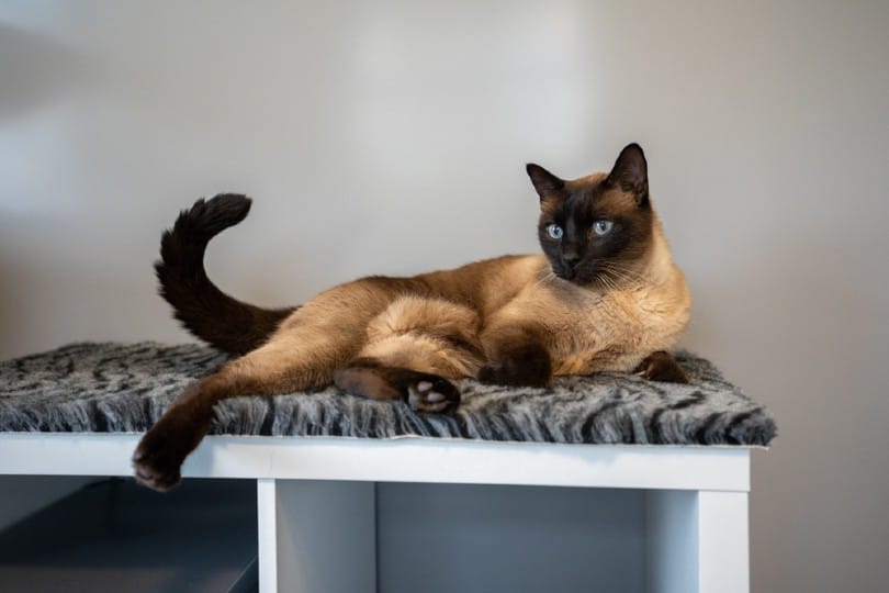 4 DIY Cat Bunk Beds You Can Create at Home (With Pictures) 4 DIY Cat Bunk Beds You Can Create at Home (With Pictures)