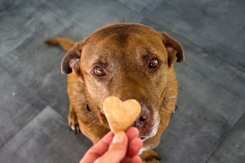 180+ Food Names for Dogs: Yummy Options for Your Pup 180+ Food Names for Dogs: Yummy Options for Your Pup