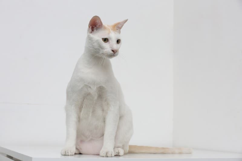 Do All Cats Have a Primordial Pouch? The Fascinating Answer Do All Cats Have a Primordial Pouch? The Fascinating Answer