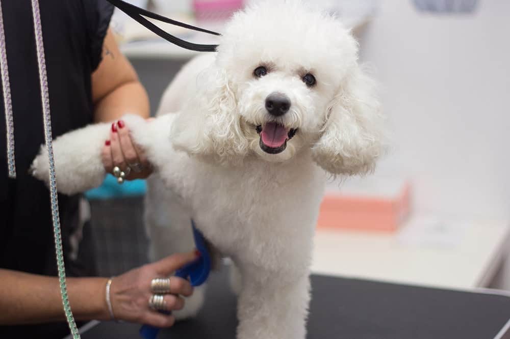 How to Groom a Poodle: 7 Tips & Tricks How to Groom a Poodle: 7 Tips & Tricks