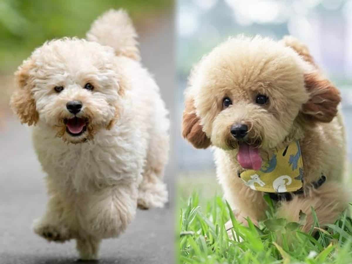 Maltipoo Vs Toy Poodle: Which One’s Right for Me? Maltipoo Vs Toy Poodle: Which One’s Right for Me?