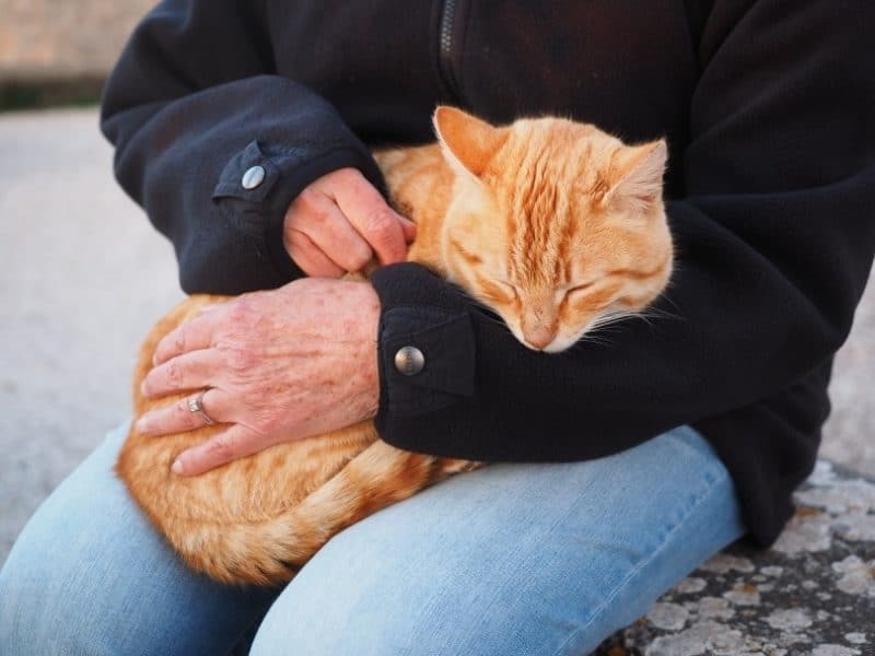 How Much Attention Do Cats Need: Signs & Care Tips How Much Attention Do Cats Need: Signs & Care Tips