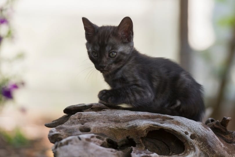 Black (Melanistic) Bengal Cat – Pictures, Info, and History Black (Melanistic) Bengal Cat – Pictures, Info, and History