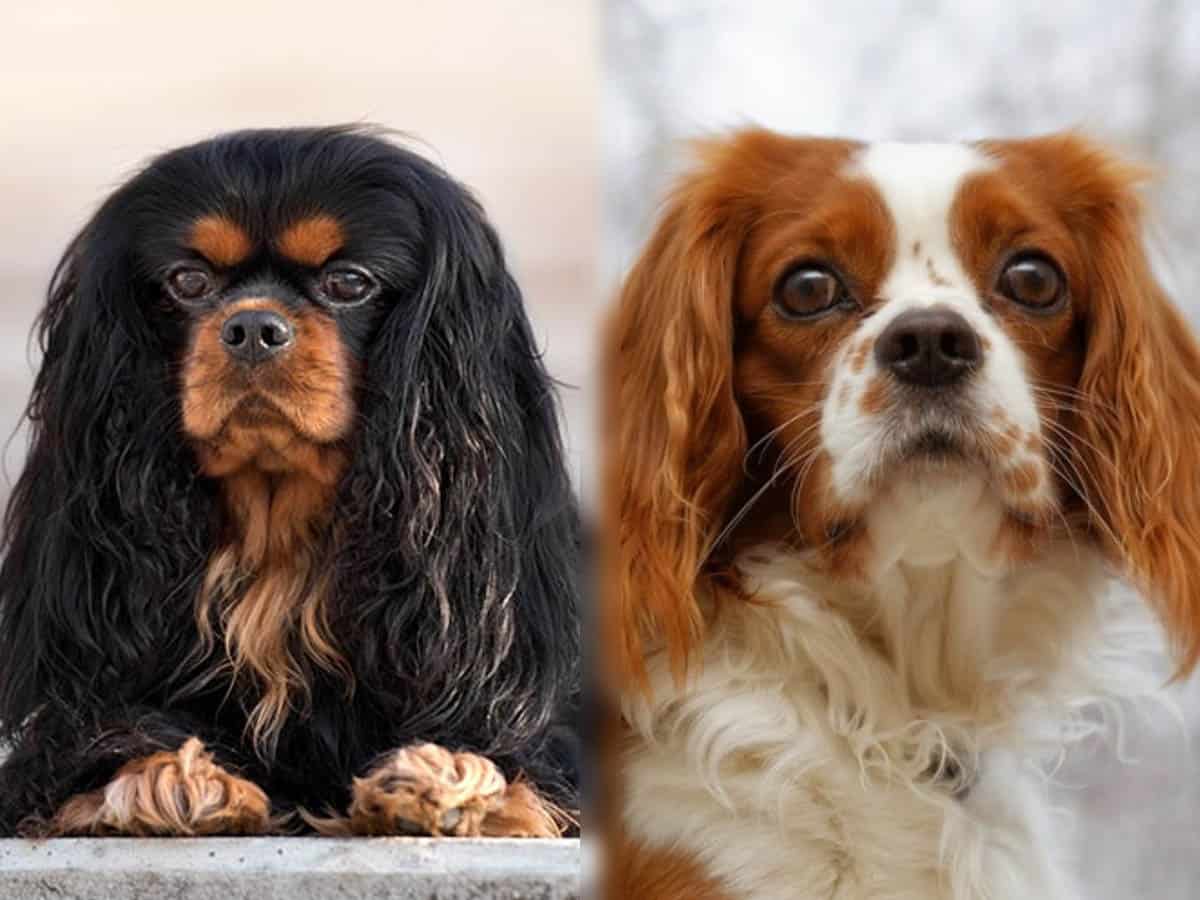 Cavalier King Charles Spaniel vs. King Charles Spaniel: Are they the same breed? Cavalier King Charles Spaniel vs. King Charles Spaniel: Are they the same breed?