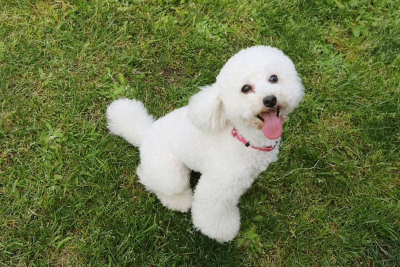 Do Poodles Bark a Lot? How Much, & How to Stop It Do Poodles Bark a Lot? How Much, & How to Stop It