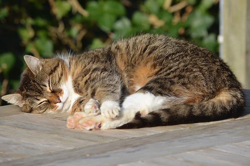 Cat Sleeping Positions: 18 Common Ways Explained Cat Sleeping Positions: 18 Common Ways Explained