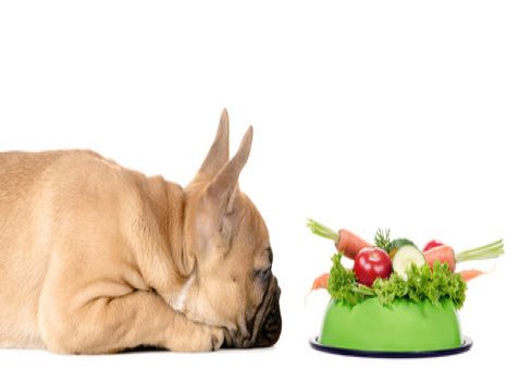 Choosing Your Pet To Eat A Vegan Christmas Lunch – PET CHECK BLOG Choosing Your Pet To Eat A Vegan Christmas Lunch – PET CHECK BLOG