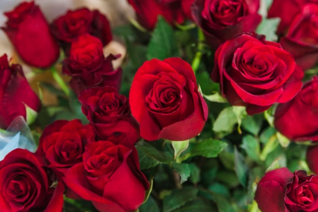 Best Pet-Friendly Spring Flower Bouquets – PET CHECK BLOG Best Pet-Friendly Spring Flower Bouquets – PET CHECK BLOG