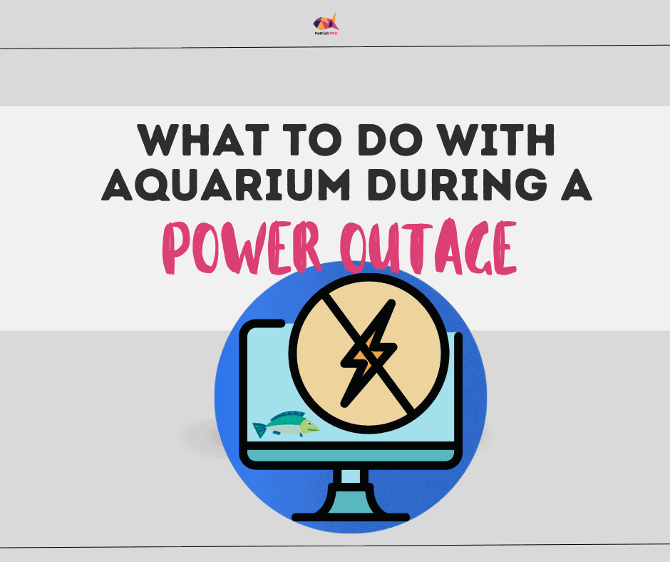 What to Do with Aquarium When You Lose Power What to Do with Aquarium When You Lose Power