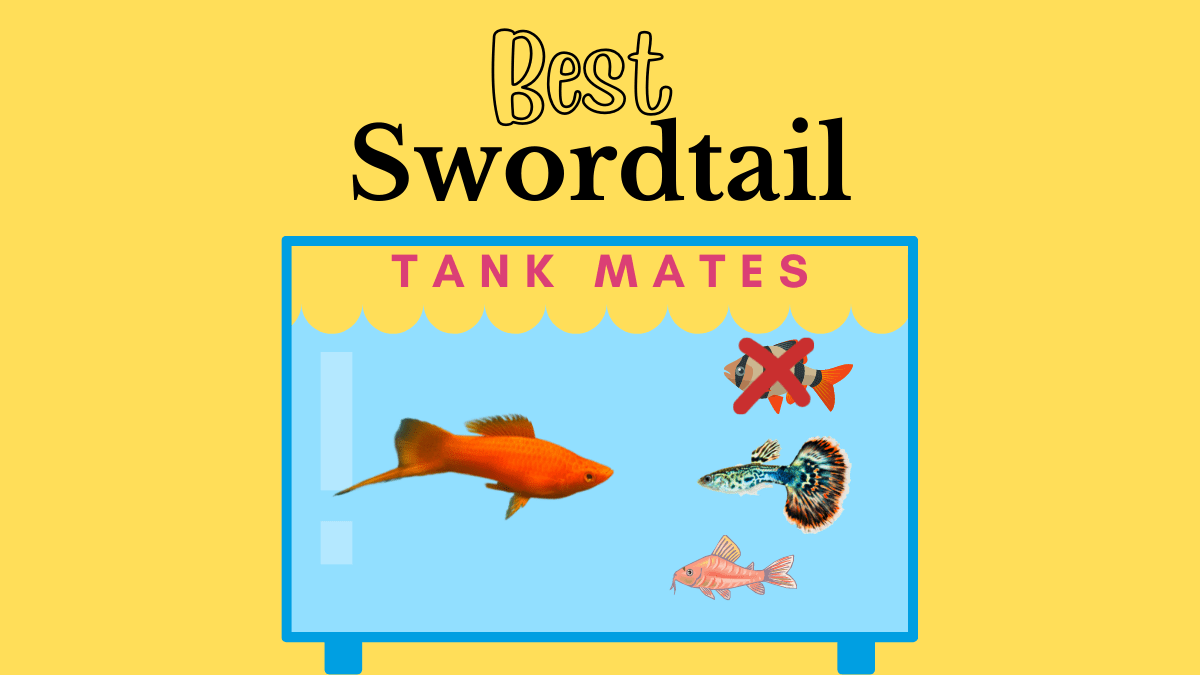 9 Best Tank Mates for Swordtails (Pictures) 9 Best Tank Mates for Swordtails (Pictures)
