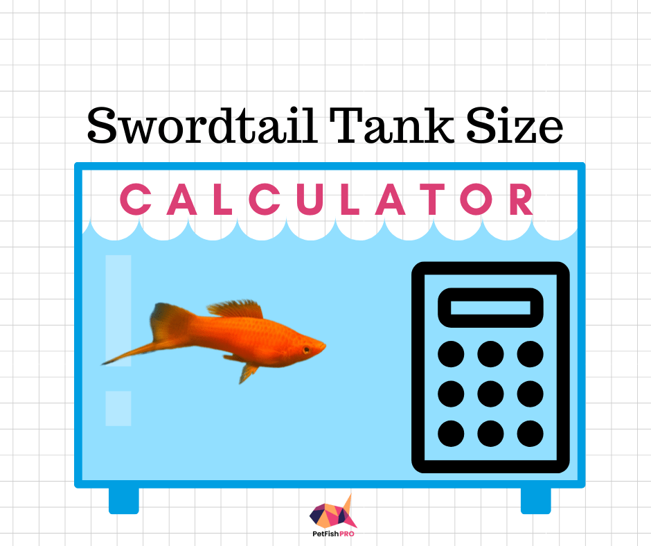 How Many Swordtails in a 10 Gallon Tank? (Calculator in Litres and Gallons) How Many Swordtails in a 10 Gallon Tank? (Calculator in Litres and Gallons)