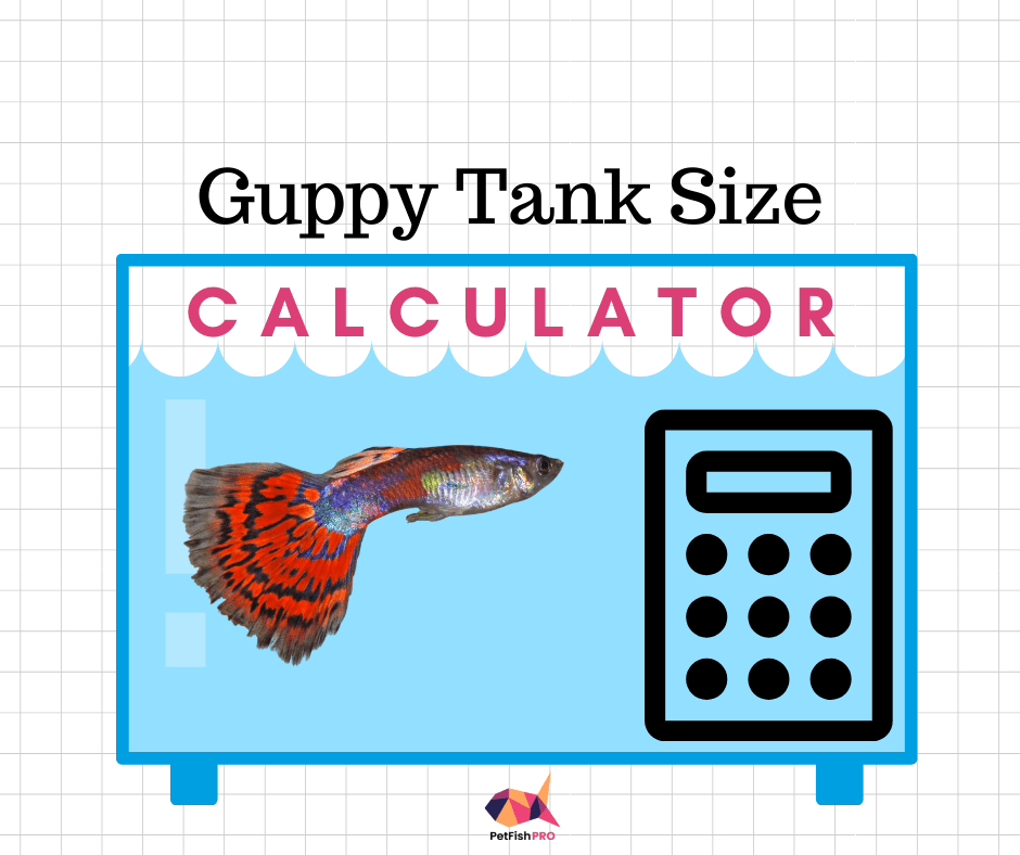 How Many Guppies in a 10 Gallon Tank? (Calculator in Litres & Gallons) How Many Guppies in a 10 Gallon Tank? (Calculator in Litres & Gallons)