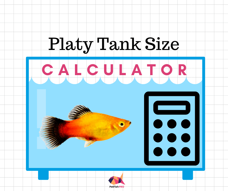 How Many Platies in a 10 Gallon Tank? (Calculator for 10,20,30 Gallons) How Many Platies in a 10 Gallon Tank? (Calculator for 10,20,30 Gallons)