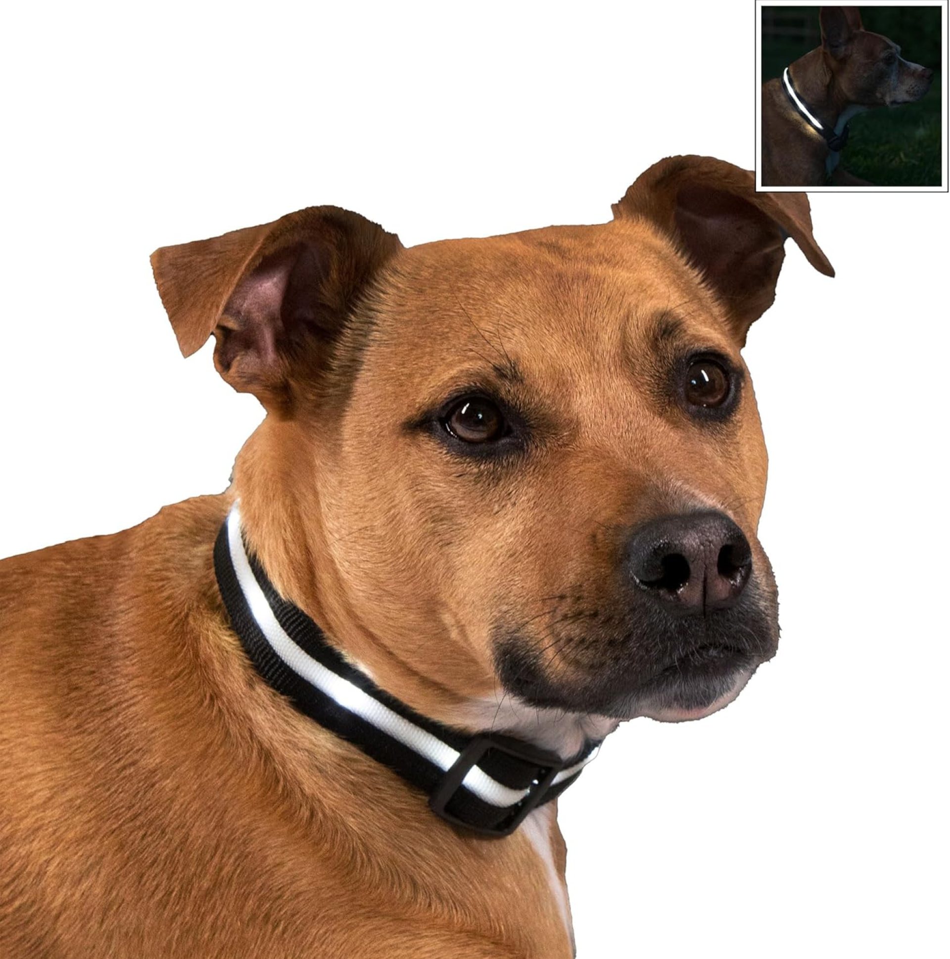 Blazin LED Dog Collars – The Original Light Up Dog Collar – USB Rechargeable – Waterproof – 1,000 Feet of Visibility – Dog Collar Light for Small, Medium, Large Dogs – USA Brand Blazin LED Dog Collars – The Original Light Up Dog Collar – USB Rechargeable – Waterproof – 1,000 Feet of Visibility – Dog Collar Light for Small, Medium, Large Dogs – USA Brand
