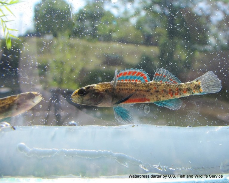New conservation easement protects Birmingham’s rare watercress darter New conservation easement protects Birmingham’s rare watercress darter