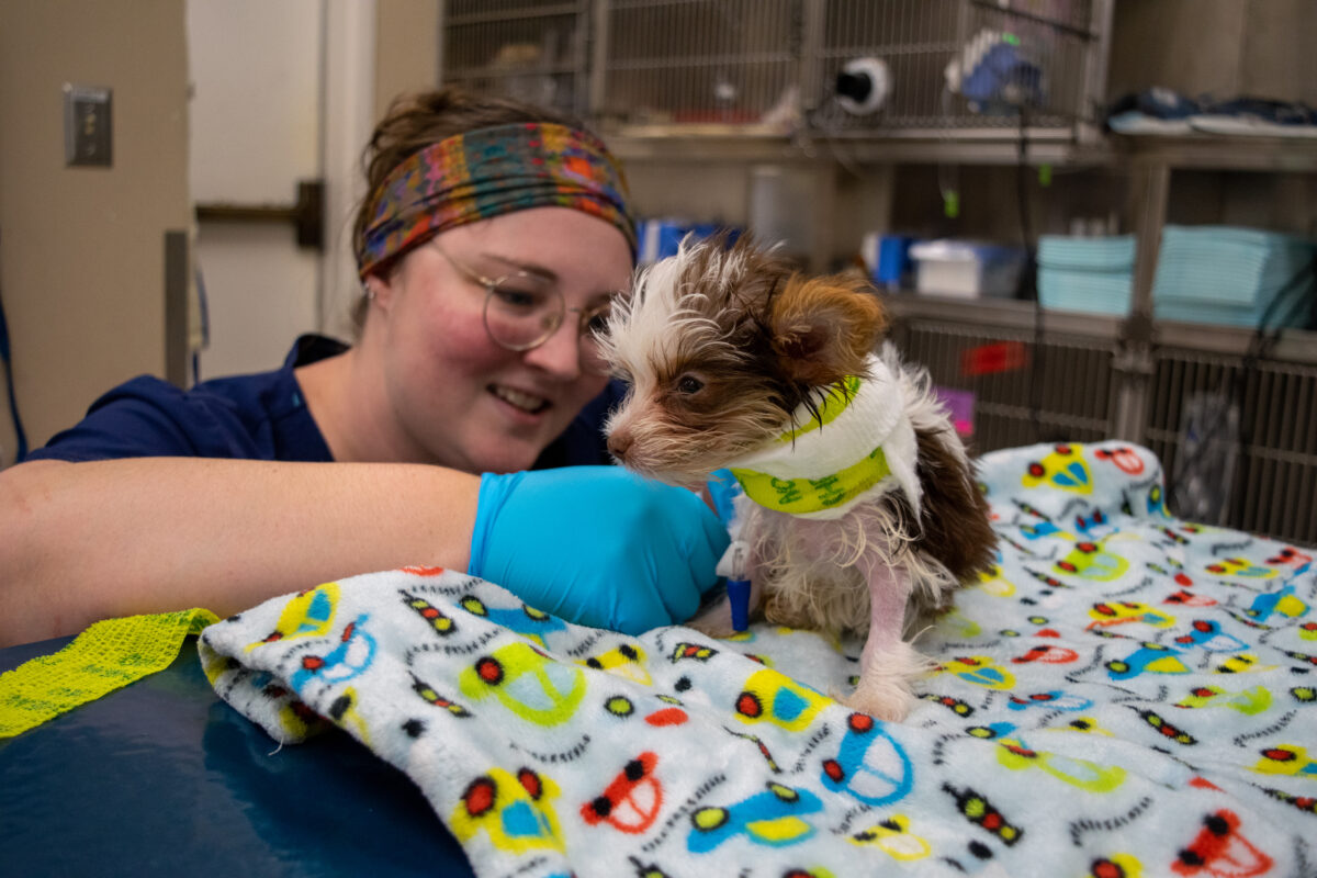 24/7 emergency vets after-hours clinics in the Birmingham area