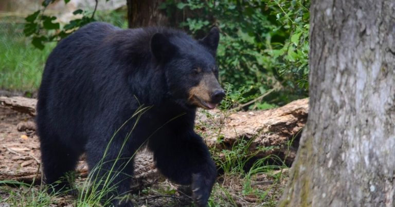 North Shelby County Black Bear is this summer’s social media sensation North Shelby County Black Bear is this summer’s social media sensation