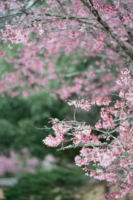 Cherry Blossom Festival Cherry Blossom Festival