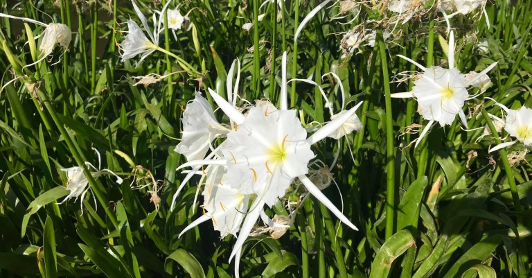 Expert: Cahaba lilies are blooming a little late this year. Don’t miss nature’s greatest month-long show Expert: Cahaba lilies are blooming a little late this year. Don’t miss nature’s greatest month-long show