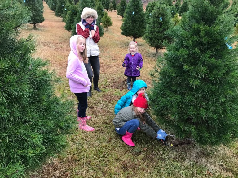 Need a holiday tree? Here are 8 places in + near Birmingham to check out Need a holiday tree? Here are 8 places in + near Birmingham to check out