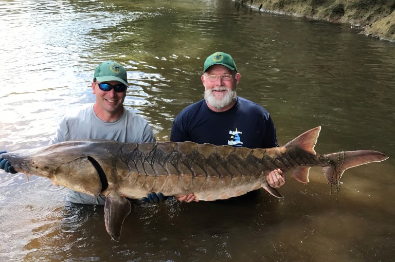 Did you know that fish migrate in Alabama? Here’s why it matters. Did you know that fish migrate in Alabama? Here’s why it matters.