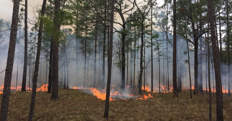 I remember… longleaf forests. Nearly lost forever, see how we have brought back 3 million acres in a generation I remember… longleaf forests. Nearly lost forever, see how we have brought back 3 million acres in a generation