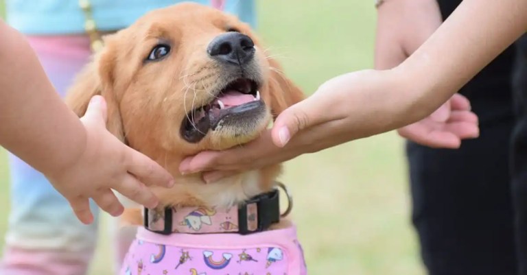 How to help animals by donating to these Birmingham shelters How to help animals by donating to these Birmingham shelters