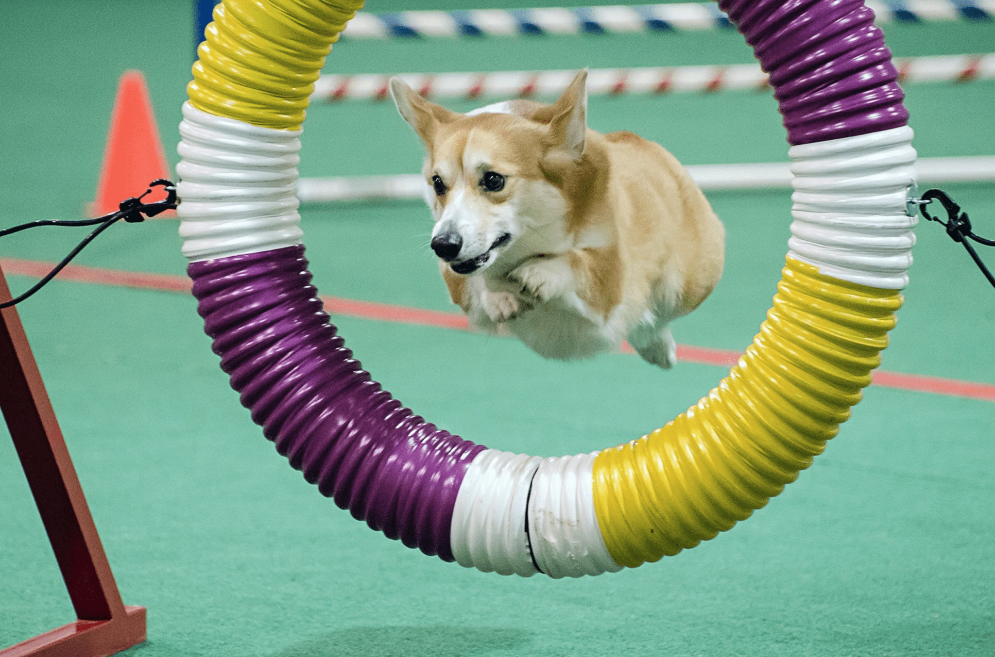 5 Local Corgis bring the Magic (and the Fur) to Birmingham [Photos