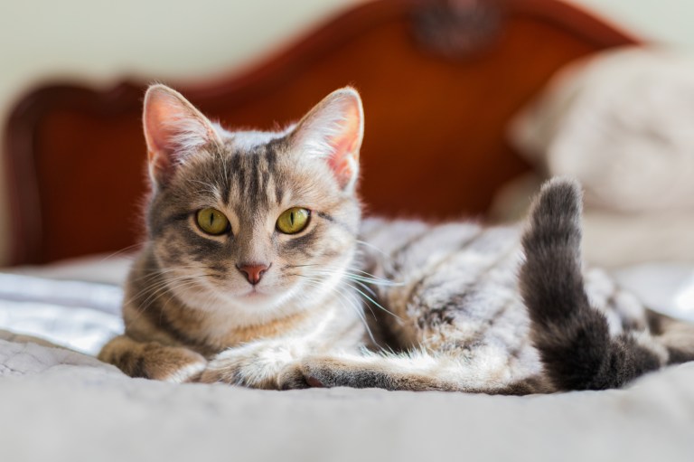 9 Birmingham pets to follow on Instagram 9 Birmingham pets to follow on Instagram