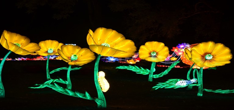 Night Blooms at Huntsville Botanical Gardens lights the way Night Blooms at Huntsville Botanical Gardens lights the way