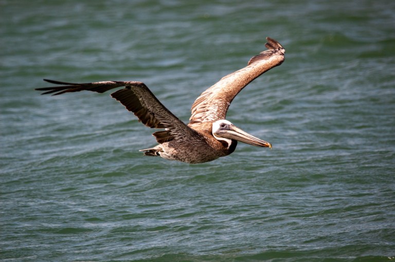 Alabama Audubon approves of G-League Squadron name Alabama Audubon approves of G-League Squadron name