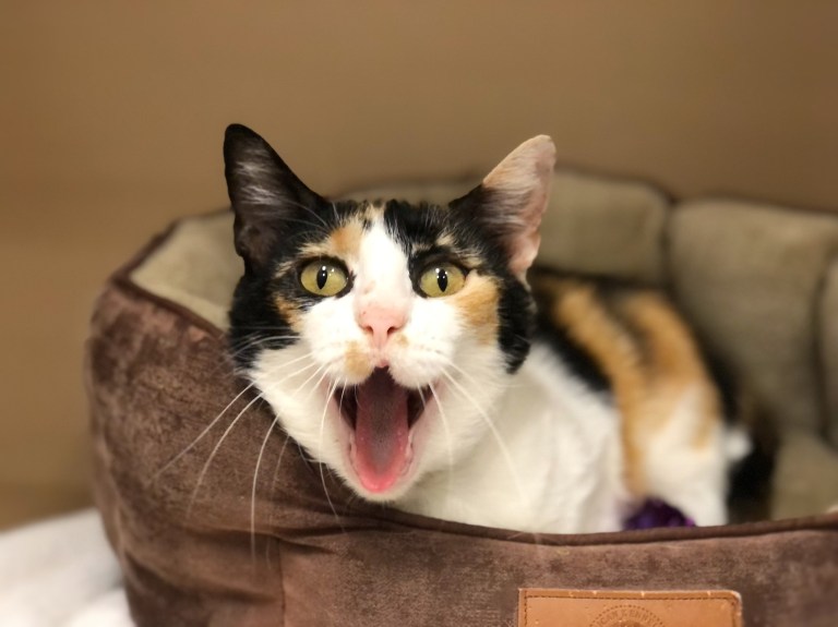 Greater Birmingham Humane Society will temporarily close to the public Greater Birmingham Humane Society will temporarily close to the public