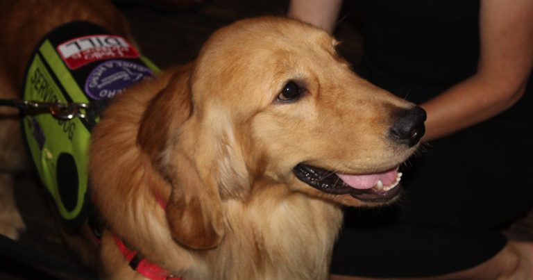 5 amazing service dogs graduate from The Roverchase Foundation program 5 amazing service dogs graduate from The Roverchase Foundation program