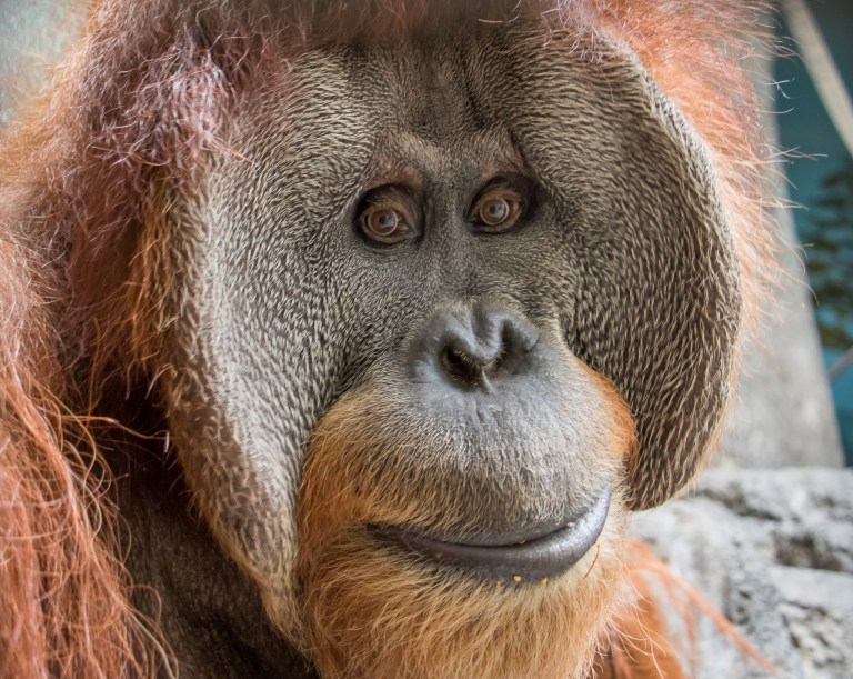 Love the viral sunglasses wearing Orangutan TikTok? Meet the 3 residents at the Birmingham Zoo Love the viral sunglasses wearing Orangutan TikTok? Meet the 3 residents at the Birmingham Zoo