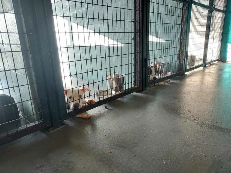 Humane society in urgent need of fosters Humane society in urgent need of fosters