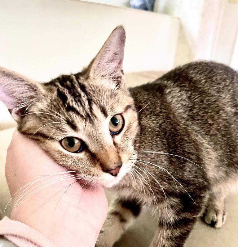 5 animal rescue charity events in Birmingham this fall—info here 5 animal rescue charity events in Birmingham this fall—info here