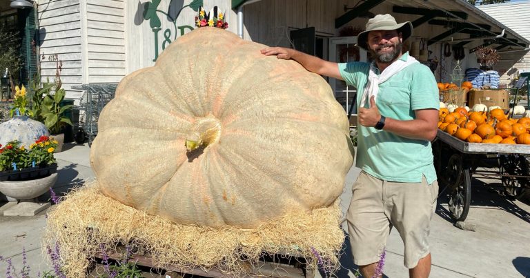 Get a load of the Great Pumpkin—photos of Leaf & Petal’s 1000-pound pumpkin Get a load of the Great Pumpkin—photos of Leaf & Petal’s 1000-pound pumpkin