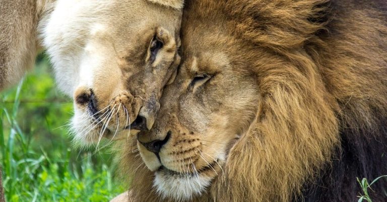 Kwanza, beloved Birmingham African Lion dies after bout with cancer Kwanza, beloved Birmingham African Lion dies after bout with cancer