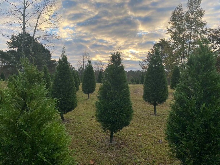 10 drop off sites to recycle your old Christmas tree 10 drop off sites to recycle your old Christmas tree