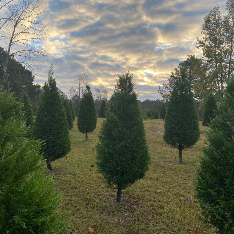 10 drop off sites to recycle your old Christmas tree 10 drop off sites to recycle your old Christmas tree