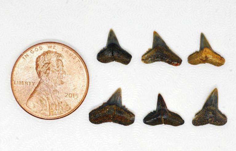 McWane Science Center helps discover 40-million-year-old fossil shark species McWane Science Center helps discover 40-million-year-old fossil shark species