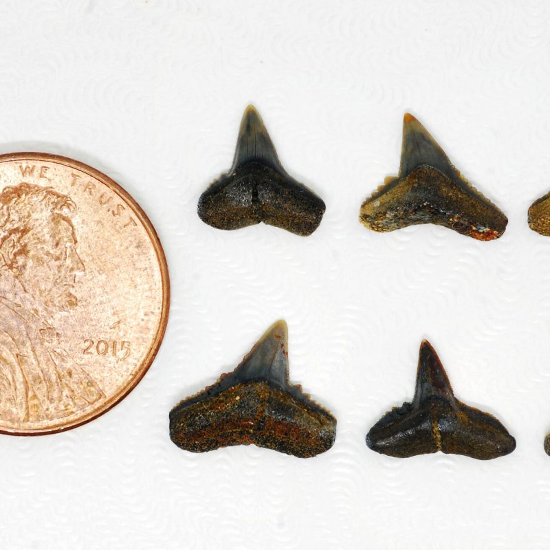 McWane Science Center helps discover 40-million-year-old fossil shark species McWane Science Center helps discover 40-million-year-old fossil shark species