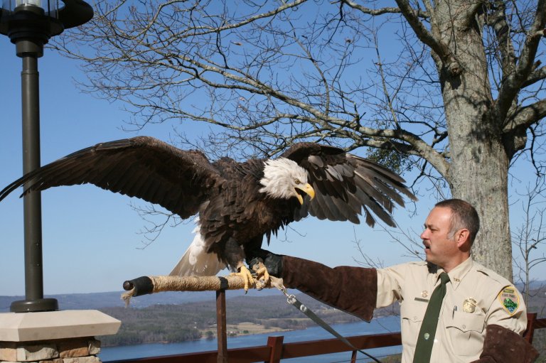 Get up close and personal with a Bald Eagle—tickets available now for Eagle Awareness Weekend Get up close and personal with a Bald Eagle—tickets available now for Eagle Awareness Weekend