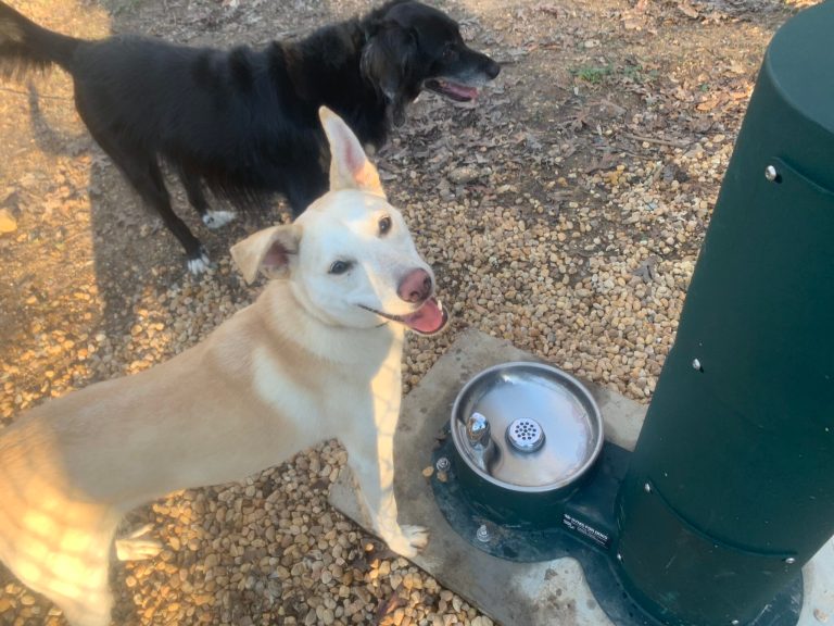 7 dog parks in Birmingham you should take your furry friends to soon 7 dog parks in Birmingham you should take your furry friends to soon