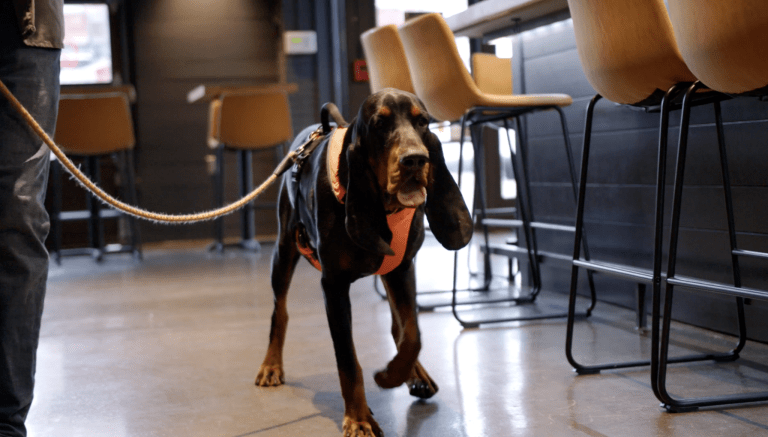 Now the News: Prevail Coffee coming soon, Birmingham ranked among top pet-friendly cities + more Now the News: Prevail Coffee coming soon, Birmingham ranked among top pet-friendly cities + more
