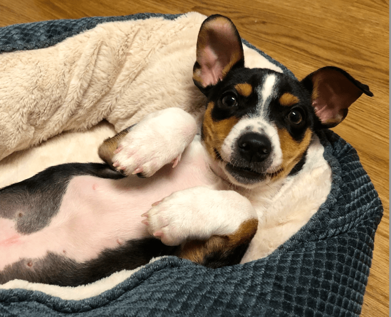 Alabama spay/neuter receives massive 0,000 donation—learn more Alabama spay/neuter receives massive 0,000 donation—learn more