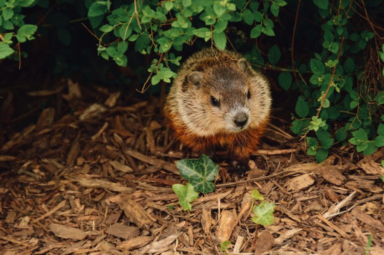 It’s Groundhog Day! Did Birmingham Bill see his shadow? It’s Groundhog Day! Did Birmingham Bill see his shadow?