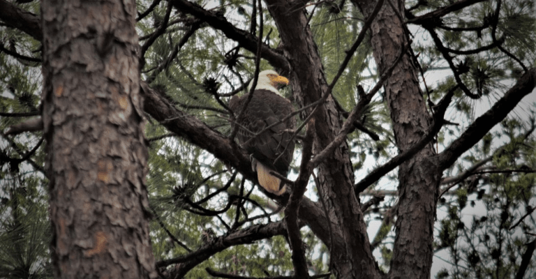 Bald Eagle spotted at Oak Mountain State Park—we asked an expert about the visit Bald Eagle spotted at Oak Mountain State Park—we asked an expert about the visit
