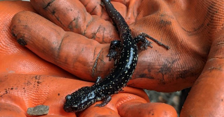See live animals + more at the 24th Annual Salamander Festival on Jan. 25 See live animals + more at the 24th Annual Salamander Festival on Jan. 25