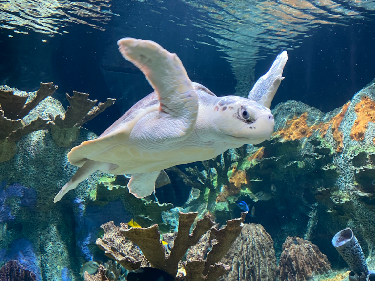 Have you been to the Cook Museum of Natural Science in Decatur? 5 reasons to check it out Have you been to the Cook Museum of Natural Science in Decatur? 5 reasons to check it out